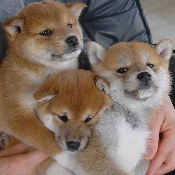 shiba2
